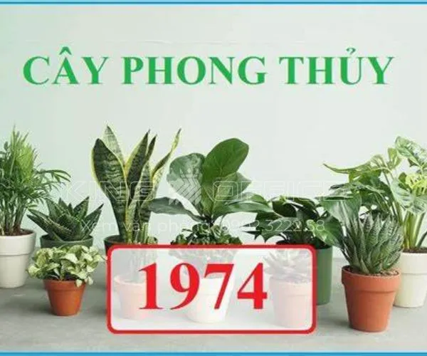 Người tuổi Giáp Dần 1974 hợp cây gì để bàn làm việc theo phong thủy