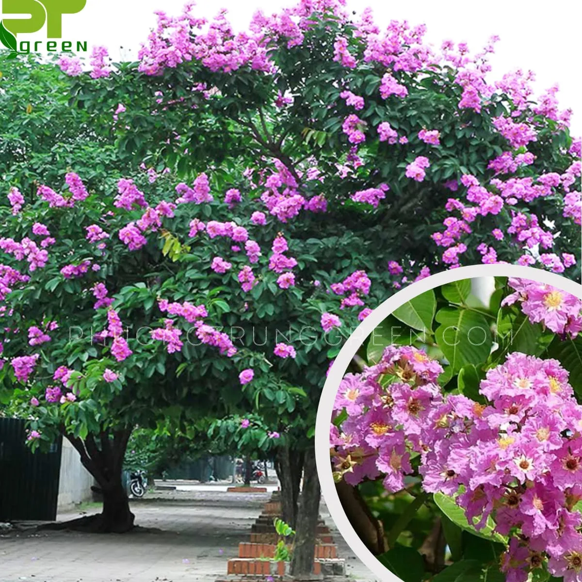 Cây bằng lăng tím khoe sắc