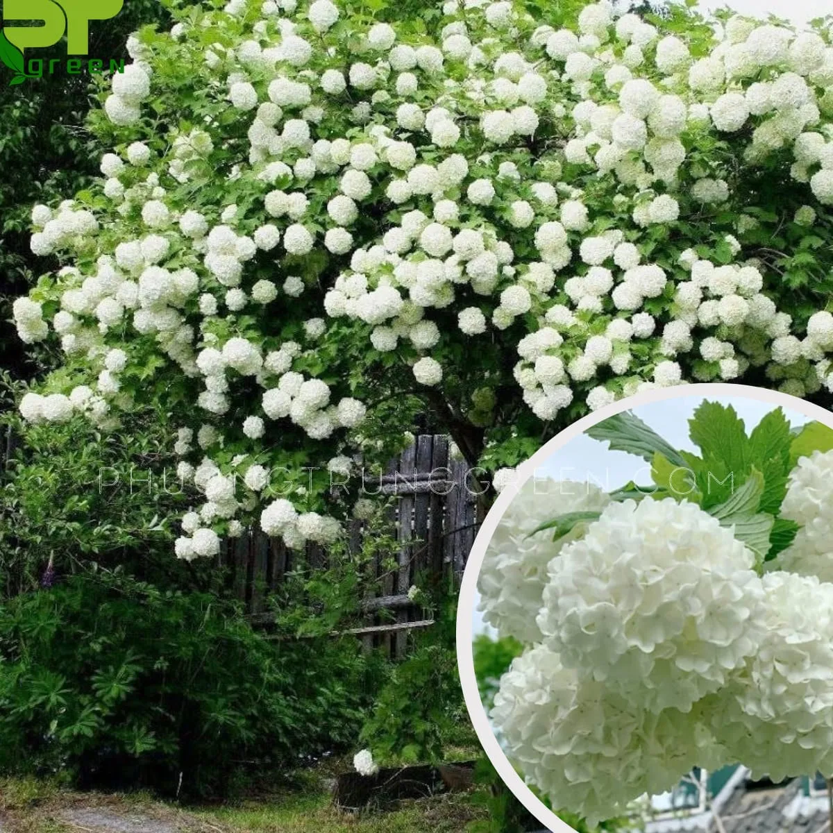 Cây cẩm tú cầu thân gỗ khoe sắc