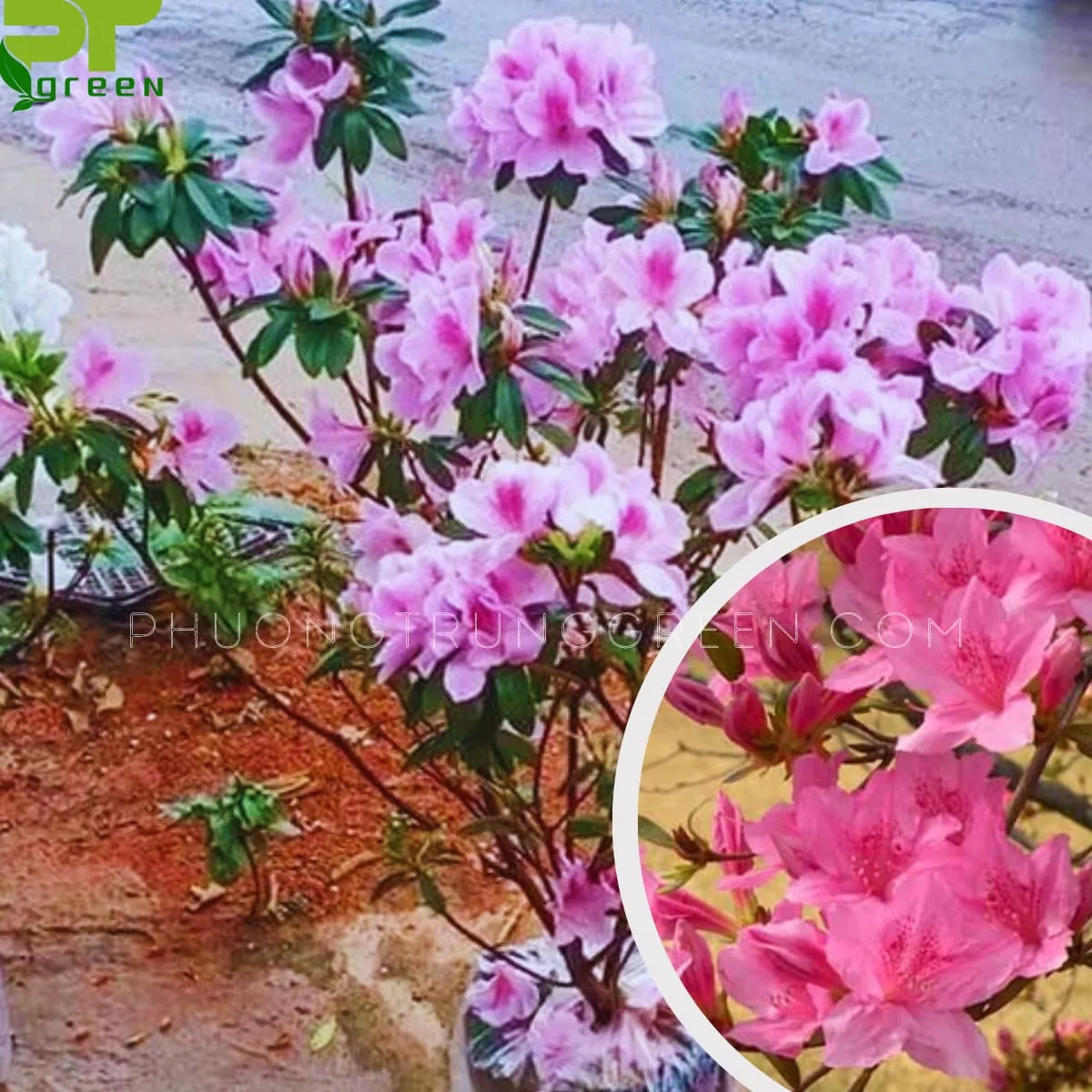 Cây đỗ quyên khoe sắc
