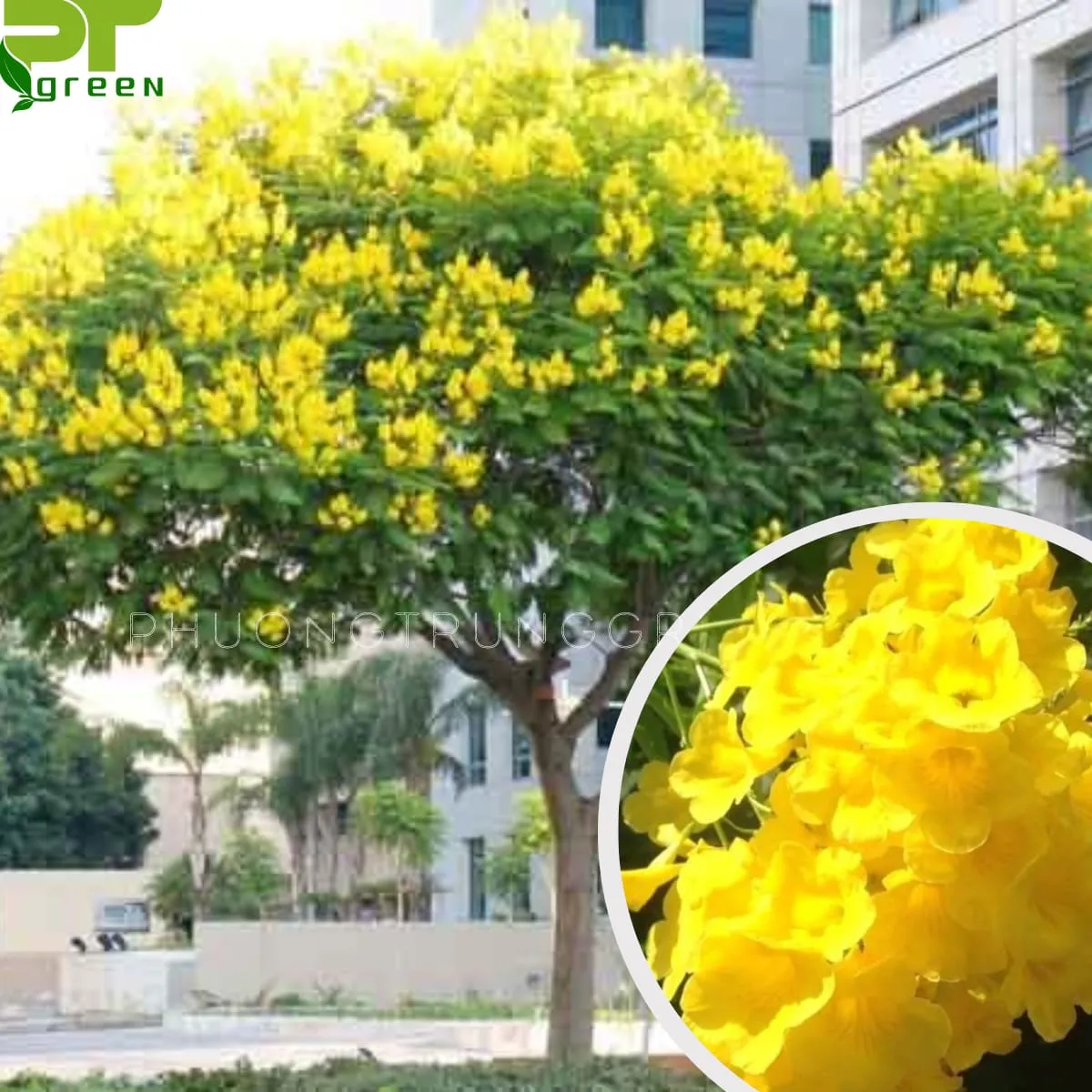 Cây chuông vàng huỳnh liên nở rộ