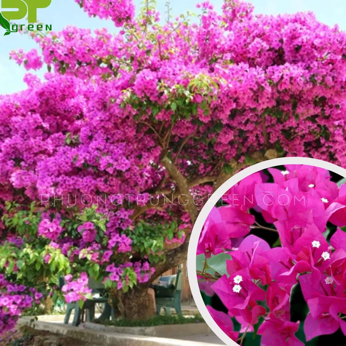 Cây hoa giấy thân gỗ rực rỡ