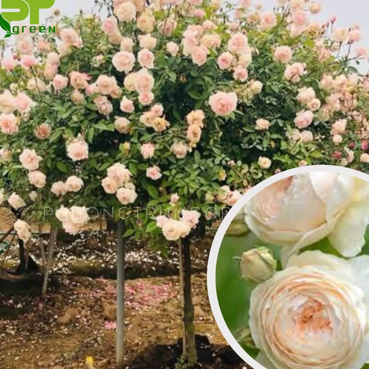 Cây hoa hồng thân gỗ độc đáo