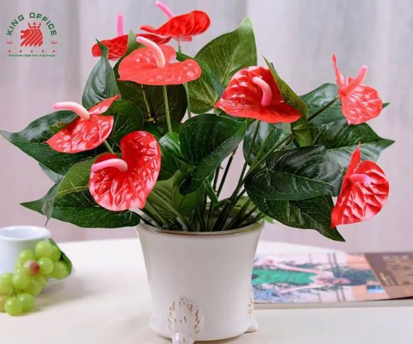 Cây Hồng Môn - Mang lại may mắn và nhiệt huyết cho tuổi Giáp Dần