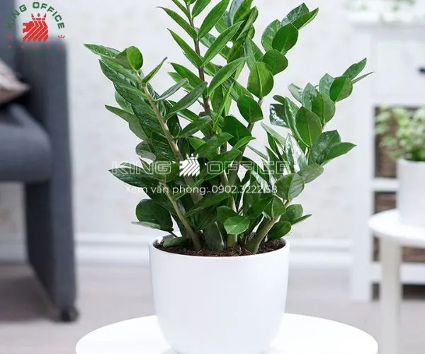 Cây Kim Tiền - Biểu tượng của tài lộc cho tuổi Giáp Dần
