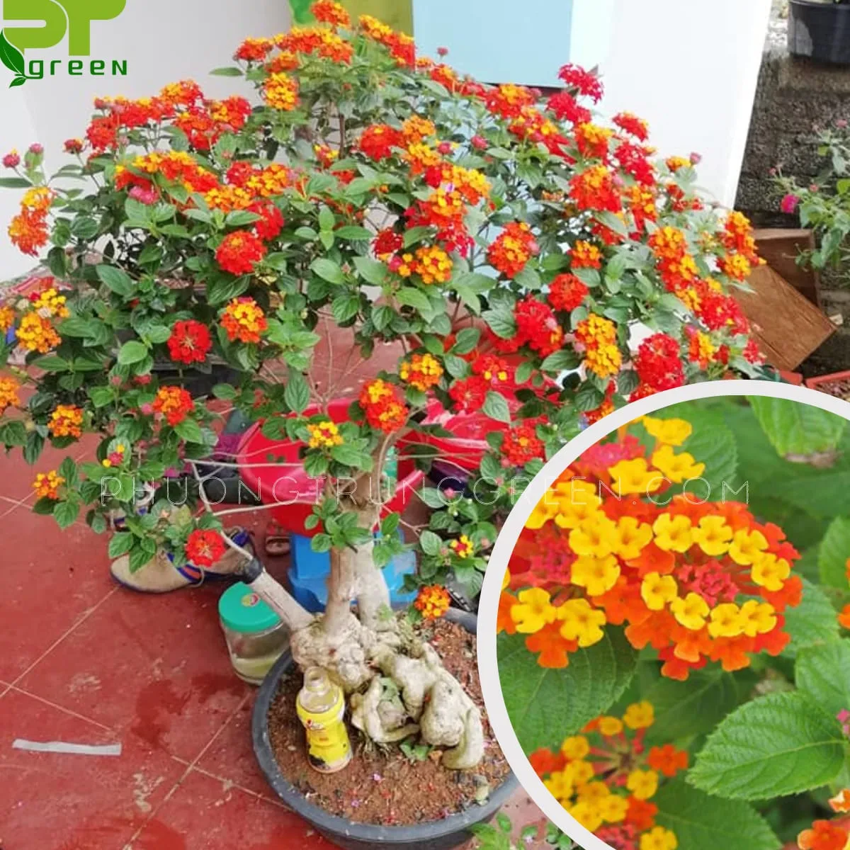Cây ngũ sắc rực rỡ