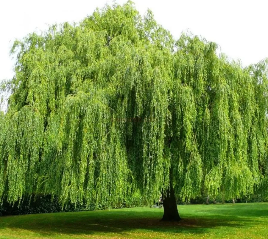 Dương Liễu Mộc