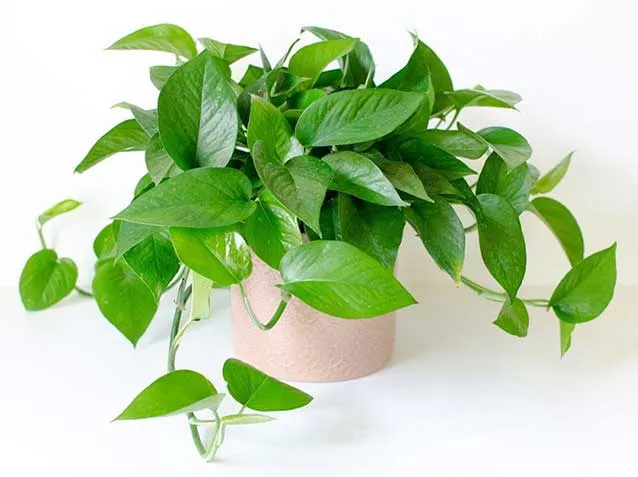Cây Lưỡi Hổ - Loại cây phong thủy mang lại may mắn cho người tuổi Ất Mùi mệnh Kim