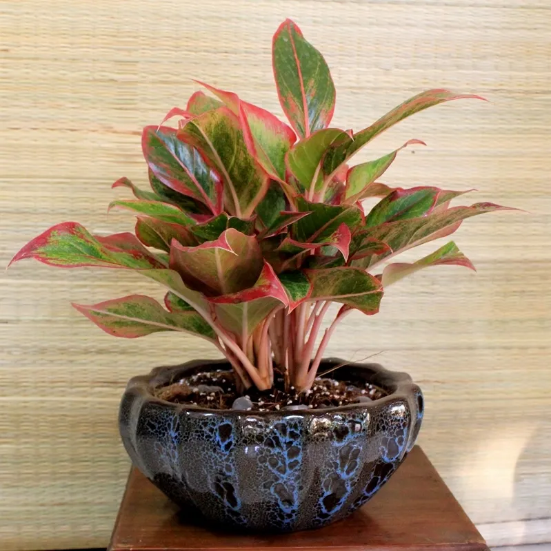 Cây Vạn Lộc - Mang đến năng lượng tích cực cho người tuổi Kỷ Mùi mệnh Hỏa