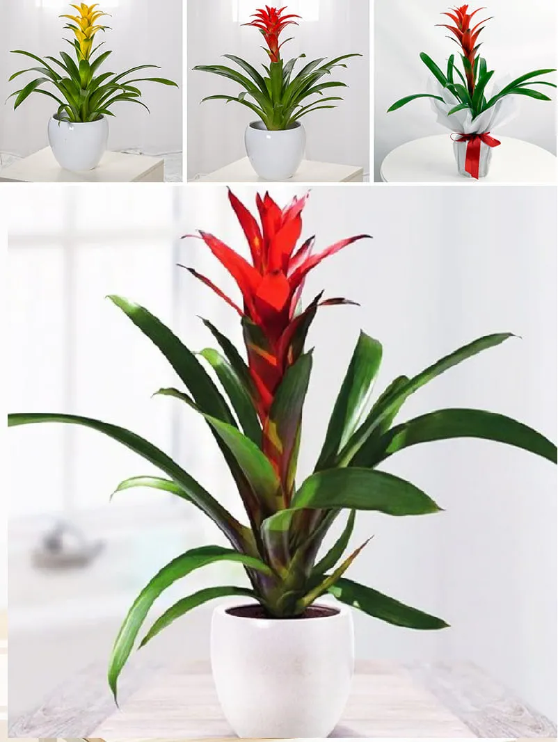 Cây Lan Hồ Điệp - Biểu tượng của sự thịnh vượng cho người tuổi Tân Mùi mệnh Thổ