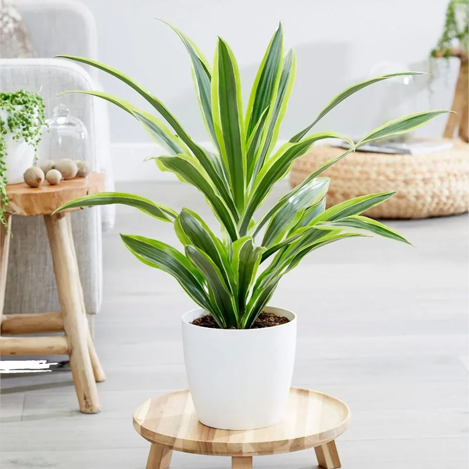 Cây thiết mộc lan hợp tuổi 2002 hỗ trợ mang lại sự cân bằng trong cuộc sống