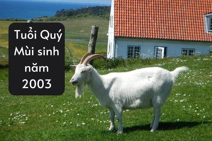 Người tuổi Quý Mùi sinh năm 2003 mệnh Mộc - Dương Liễu Mộc
