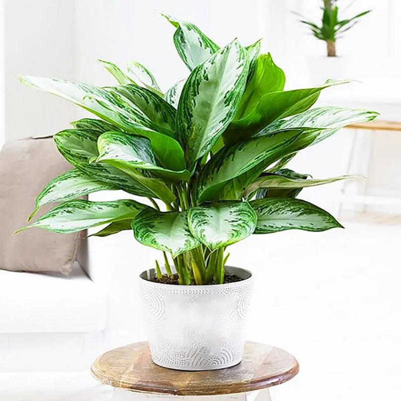 Người mệnh Hỏa trồng bạch mã hoàng tử giúp mang lại may mắn cho việc kinh doanh