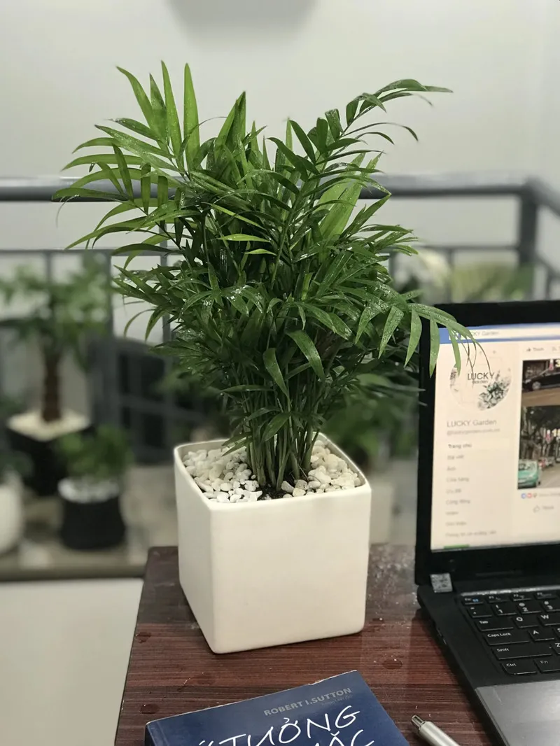 Cây cau tiểu trâm mang ý nghĩa giữ gìn của cải, tiền tài cho người mệnh Hỏa