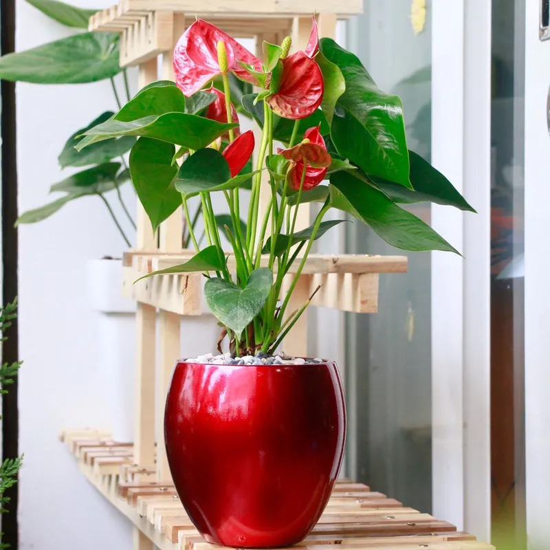 Màu đỏ của cây Hồng Môn rất thích hợp với người mệnh Hỏa
