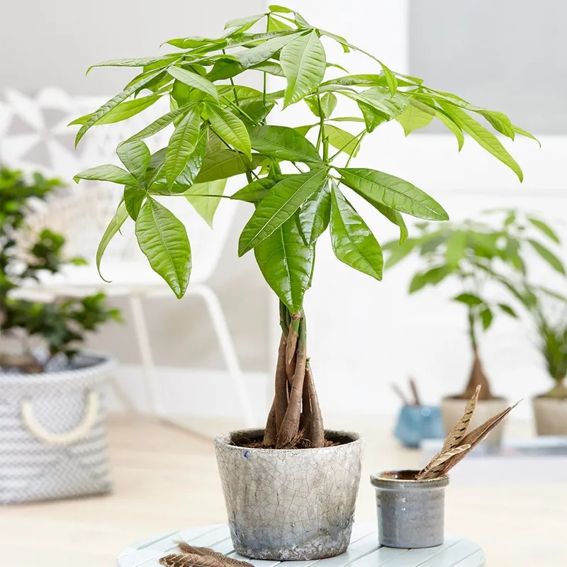 Cây Kim Ngân có màu xanh lá nhạt, thân cây cứng cáp đối lập với sự mỏng manh của lá