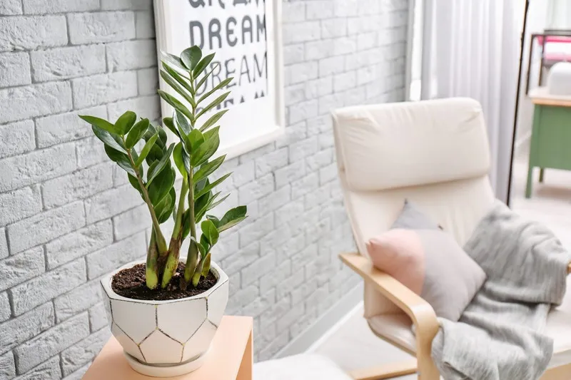Cây kim tiền mang lại sự phát đạt, thu hút tiền tài cho người mệnh Hỏa
