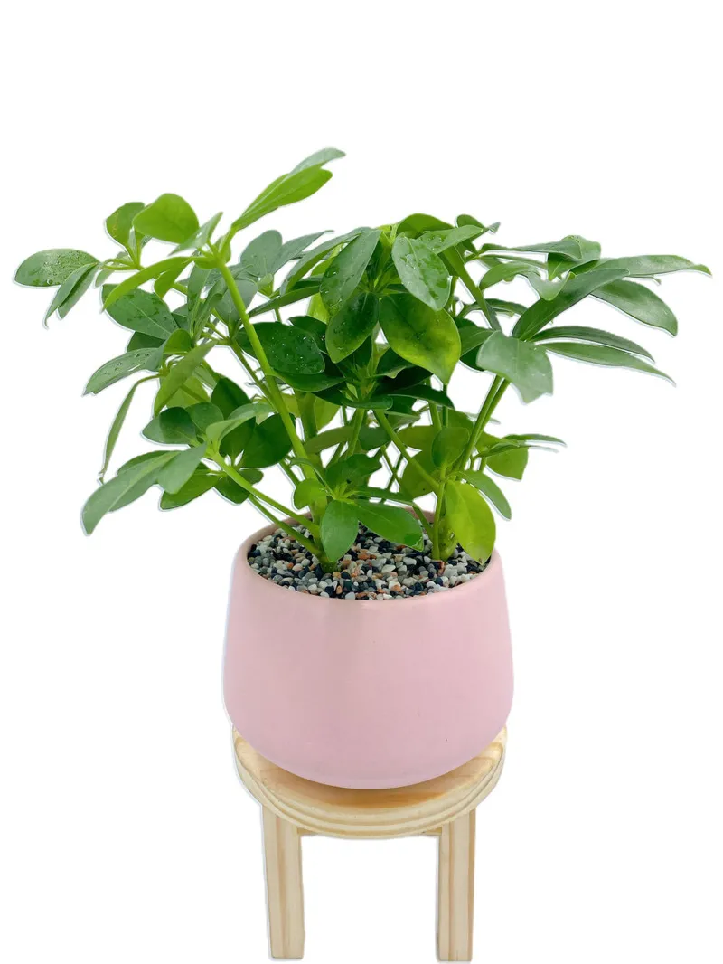 Mỗi một thân cây ngũ gia bì sẽ có cụm 5 lá mọc xung quanh