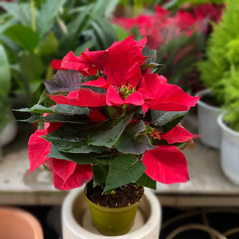 Cây Trạng Nguyên có những tán lá màu đỏ đậm rực rỡ