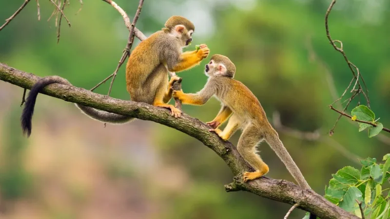 Tình duyên và các mối quan hệ của người tuổi Khỉ