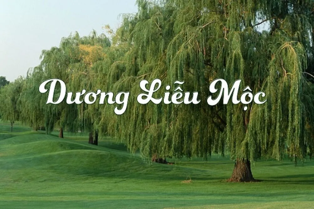 Người sinh năm 2003 thuộc mệnh Dương Liễu Mộc